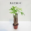 【Gardeners】三吋小品植物任選80元-1入(觀葉植物/室內植物/綠化植物)