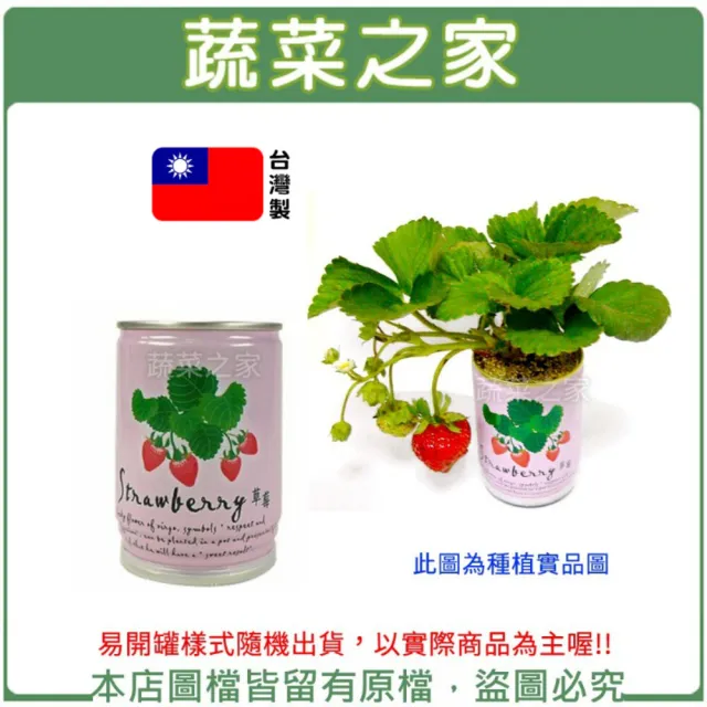 【蔬菜之家】iPlant易開罐花卉-草莓(最新發明專利設計)