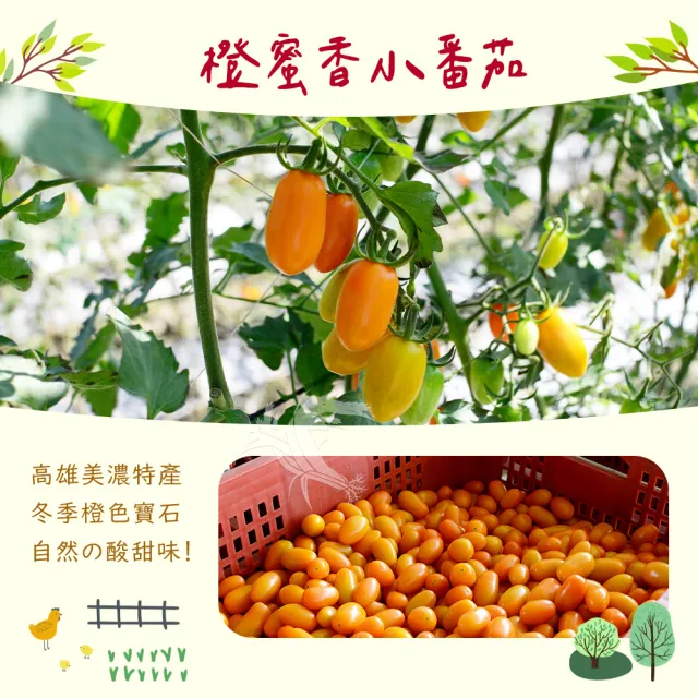 【禾鴻】橙蜜香小番茄禮盒5斤x4盒(不帶蒂頭出貨)
