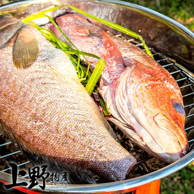 【上野物產】台灣產 嘉義東石現撈石斑魚2隻(海鮮)