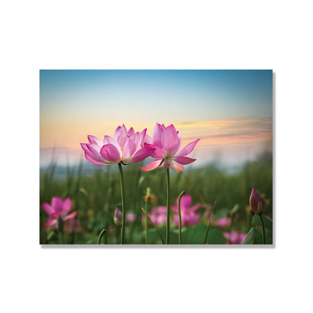 【24mama 掛畫】單聯式 橫幅 粉色 夏季 夏天 粉紅色 花卉 蓮花 荷花 花朵 浪漫  無框畫 40x30cm(風吹荷塘)