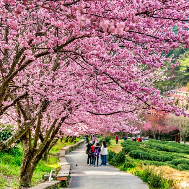 喜鴻假期 武陵春櫻2日-武陵櫻花、三星蔥體驗、蜜餞DIY、宜蘭煙波飯店