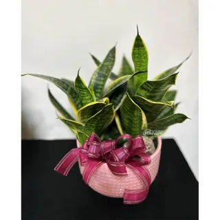 【偉盛花坊】虎尾蘭盆栽C(朋友．榮陞．喬遷．公司行號．桌上擺飾)