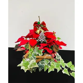 【偉盛花坊】聖誕紅組合(節慶、送禮、朋友、布置)