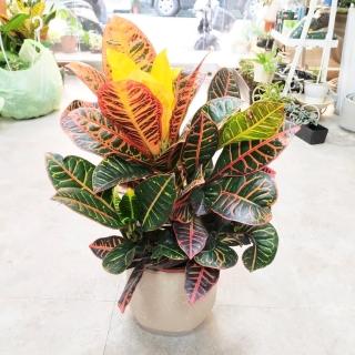 【The Flower 嬪嬪花藝坊】變葉木植栽1盆(雙北專車專人配送/植栽賀禮/買花送花)