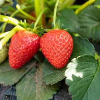 【光合果物】苗栗大湖香水草莓 大果2盒(12-15顆/盒 產地直送 冷藏配送)