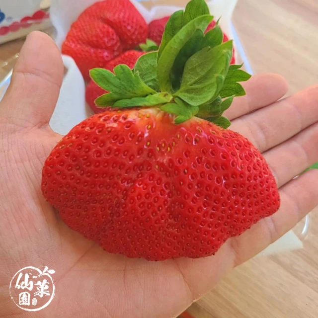 仙菓園 日本福岡甘王草莓 盒裝.約500g±10% 兩盤一盒