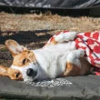 【LUCYS MOUNTAIN】寵物外出舒適墊床墊M PLUS+(寵物薄墊 寵物防水墊 寵物涼墊 衝鋒衣布料透氣床墊)