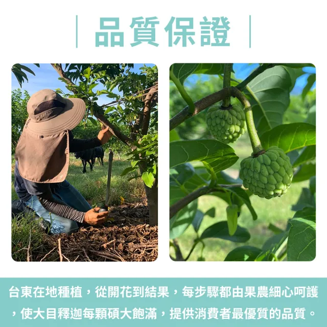 【金好迦】嚴選台東大目釋迦 A級果 5斤x4箱(5-6顆/箱)