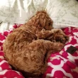 【LUCY’S MOUNTAIN】TALL TAILS狗骨頭寵物毛毯 S(寵物毯 寵物毯子 寵物被子 寵物毛毯 保暖毛毯)