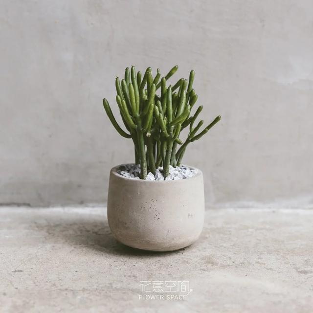 【花意空間】綠珊瑚植物盆栽(植栽 淨化空氣 開幕送禮)