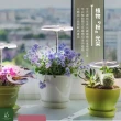 【微糖花植間】Polina植物燈禮物組(母親節禮物/母親節禮盒/生日禮物)