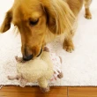 【Doggy Man】犬用友達毛絨啾啾玩具-長頸鹿之助(寵物用品)