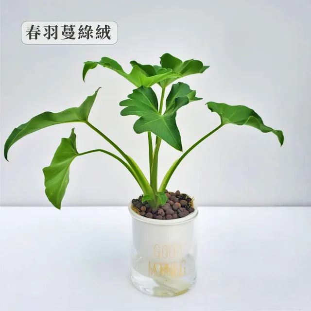 【Gardeners】植物3吋小品DIY組合3-陶瓷玻璃吸水盆套組1入(室內植物/綠化植物/觀葉植物)