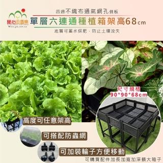【田園樂】育材單層六連通箱架高款 90*90cm(組合種植箱/籃耕離地栽培/可選多種側板款式)