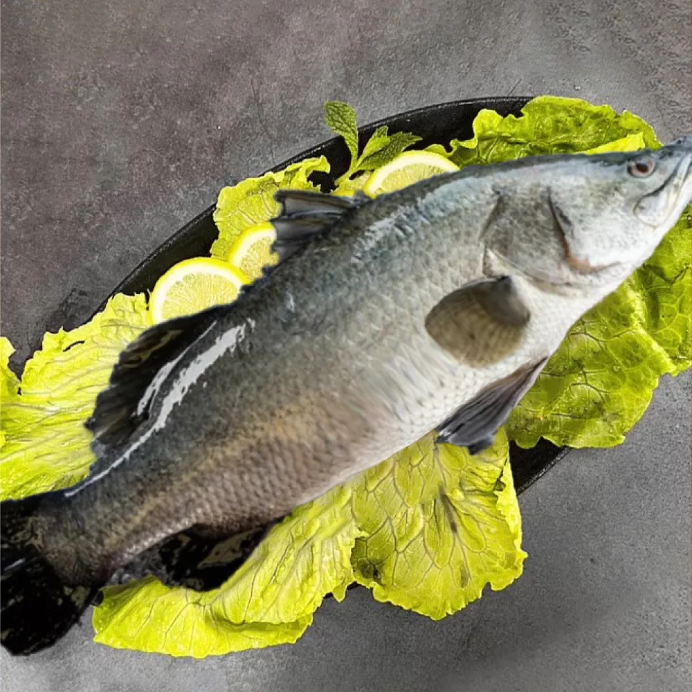 【一手鮮貨】台灣生態養殖金目鱸魚(3尾組/單尾殺清前750g)