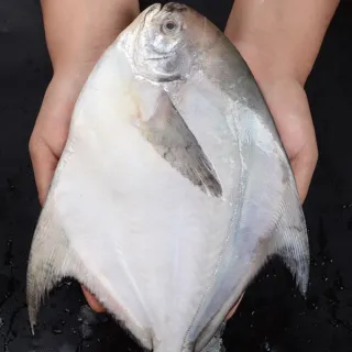 【一手鮮貨】野生大白鯧(2尾組/單尾500-600g)
