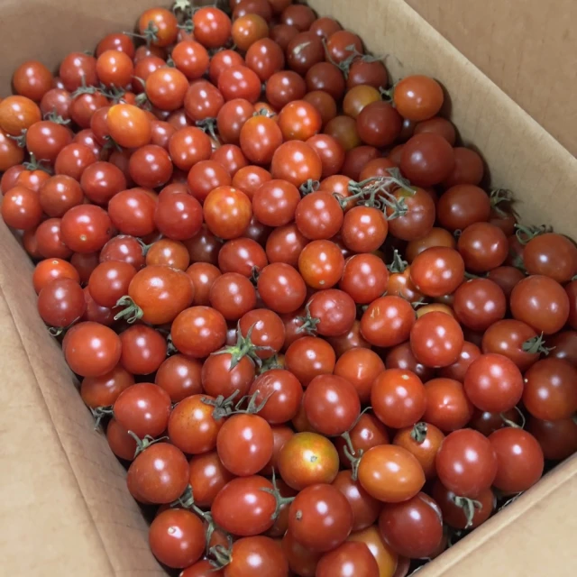 皮果家 溫室聖女番茄600gx4盒(一盒會出610g確保足重