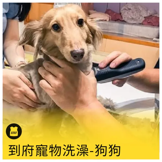 【呼叫黃背心】到府寵物洗澡-狗狗(吉娃娃/約克夏/臘腸犬 /隻)