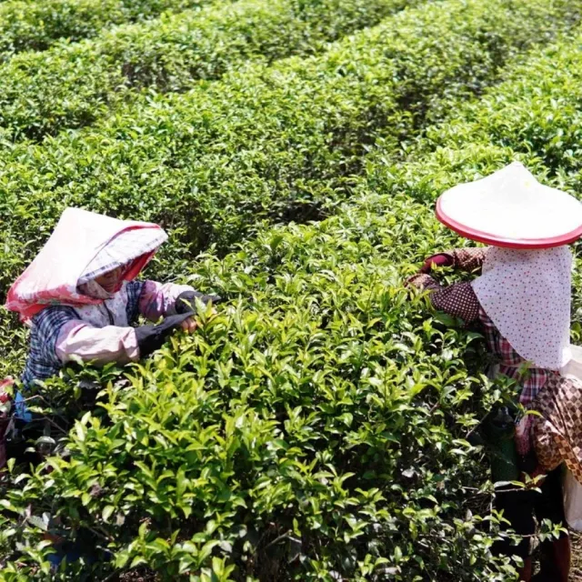 【初味茶萃】日月潭紅茶 台茶18號 手採紅玉紅茶-75g/包