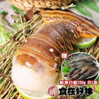 加勒比海野生生凍花龍蝦菲常專案