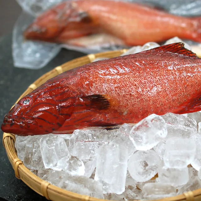 【築地一番鮮】海底紅金-峇里島-野生紅鰷石斑魚10條(450g±50g/條)