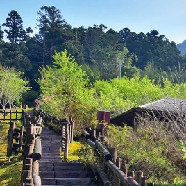 嘉義阿里山賞花趣二日遊-台北車站出發 銀髮團、森林遊樂區(台中彩虹眷村、民俗文物館、拾粹院文創園區)