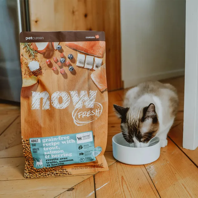 【Now!】成貓鮮魚配方3磅 貓咪無穀天然糧(貓糧 貓飼料 益生菌 蔓越莓)