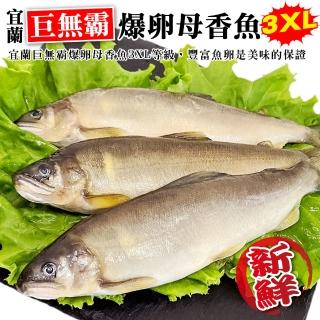【三頓飯】宜蘭巨無霸3XL爆卵母香魚(1盒 3-5尾/920g/盒)