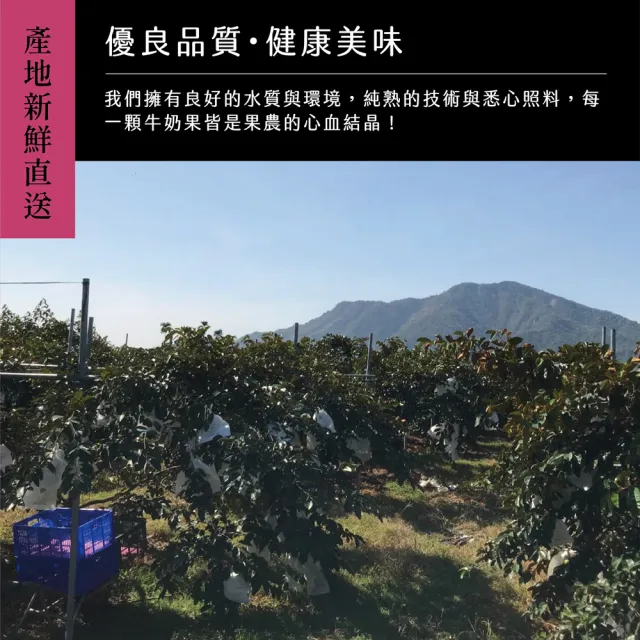 【e果園】牛奶果4號果-中果4台斤/盒x2盒(4斤約10~12入/盒x2盒)