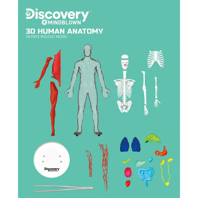 Discovery 夜光版人體探索3D拼圖（28件組）