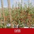 【FruitGo 馥果】紐西蘭Rockit樂淇蘋果-2顆裝 76g±10%x12管/箱_每管2顆(12管進口原箱_櫻桃蘋果)
