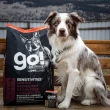 【Go!】低致敏羊肉22磅 狗狗低敏系列 單一肉無穀天然糧(狗糧 狗飼料 護毛 皮膚敏感 寵物食品)