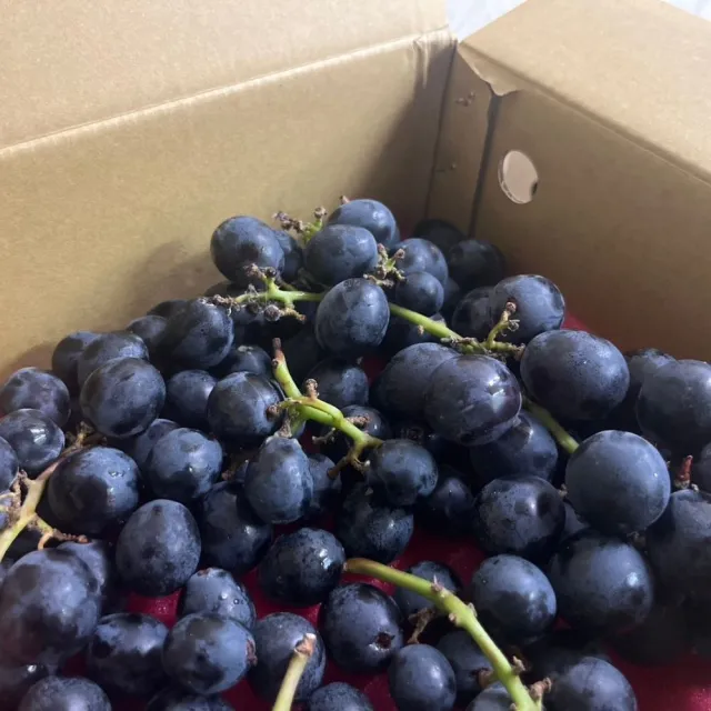 【伊萊園】夏韻玉珠溫室栽種-巨峰葡萄 一盒裝(約2.5斤)