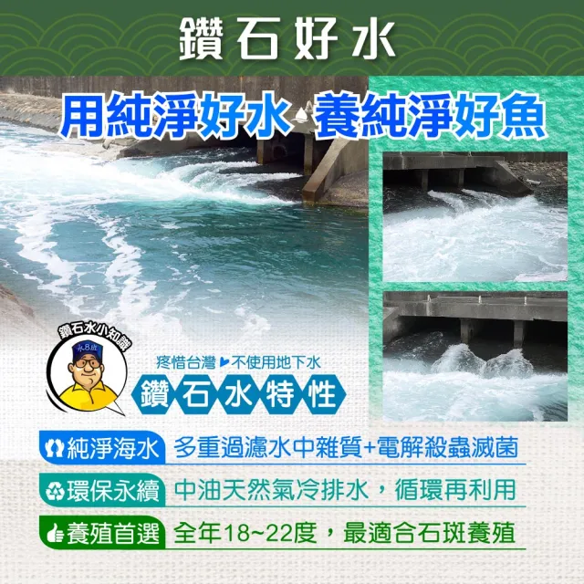 【蘇班長安心石斑】龍虎石斑鮮魚條凍700g 3入組 歐盟食安標準 得獎最多的石斑(龍虎石斑 龍膽石斑 永安石斑)