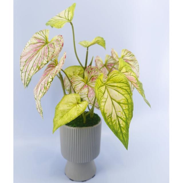 【HUGO DECO 榆果傢飾】高擬真彩芋葉盆栽(仿真植物/觀葉盆栽/人造植物/綠化/佈置)