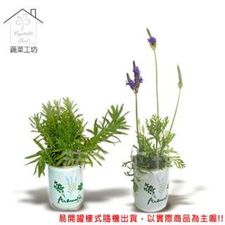 【蔬菜工坊】iPlant易開罐花卉-薰衣草