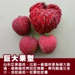 【WANG 蔬果】巨無霸心型荔枝45-55mm 2.5斤x1盒(25-35粒/盒_外銷限量)