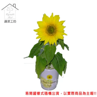 【蔬菜工坊】iPlant易開罐花卉-向日葵
