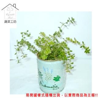 【蔬菜工坊】iPlant易開罐花卉-百里香