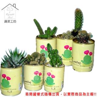 【蔬菜工坊】iPlant易開罐花卉-仙人掌