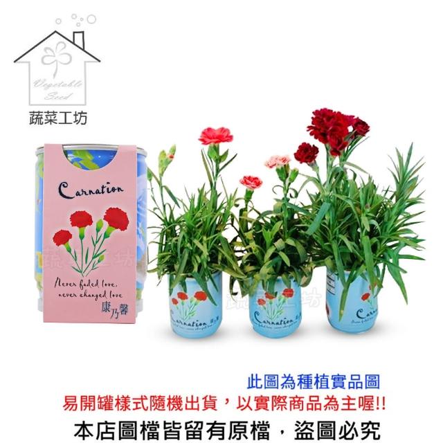 【蔬菜工坊】iPlant易開罐花卉(康乃馨)