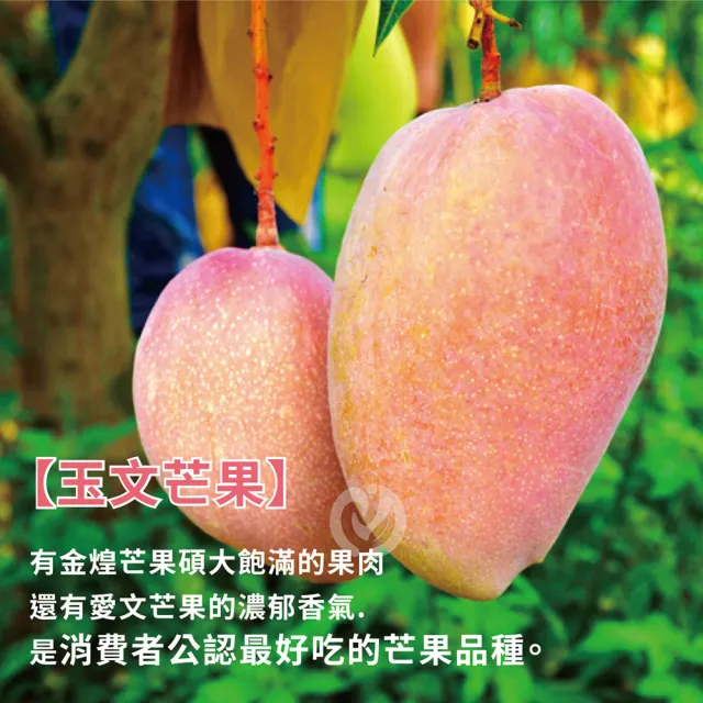 【初品果】台南玉文芒果10斤6-9顆x1箱(芒果界的粉紅甜心_山坡地種植)