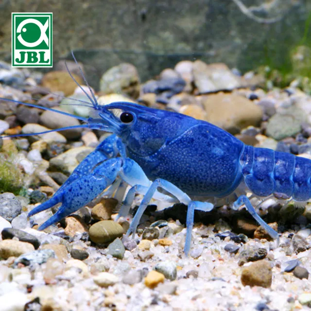 【JBL】蟹類威化主食 M 250ml(德國進口 螯蝦 蟹類)
