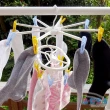【GOOD LIFE 品好生活】日本製 彩色CRUISE迷你8夾可摺疊傘型曬衣架(日本直送 均一價)