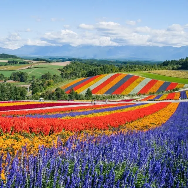 【東森旅遊】繽紛北海道漫步花海螃蟹三溫泉五日(保證升等三晚溫泉飯店)