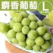 【甜露露】日本長野縣/山梨縣麝香葡萄L x1盒(591-660g/串 產地隨機出貨)