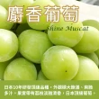 【甜露露】日本長野縣/山梨縣麝香葡萄L x1盒(591-660g/串 產地隨機出貨)