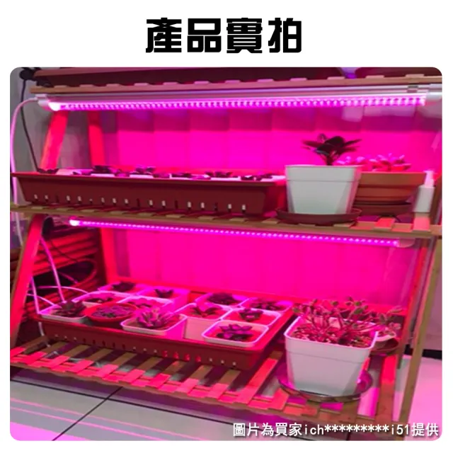 【JIUNPEY 君沛】2入組 T8 2呎12.5W紅藍混光植物燈管(植物生長燈)