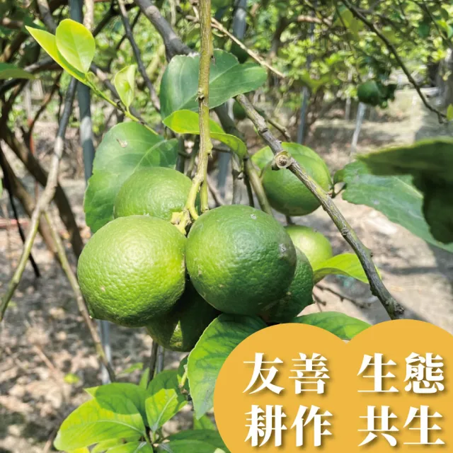 【無毒檸檬】屏東A級檸檬 有籽檸檬 5斤箱裝(產地直銷 現採新鮮出貨)